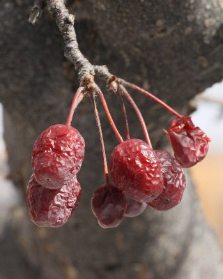 Adam's Crabapple #100 Fruits (0821)