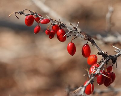 Green Barberry #434 Berries (0757)