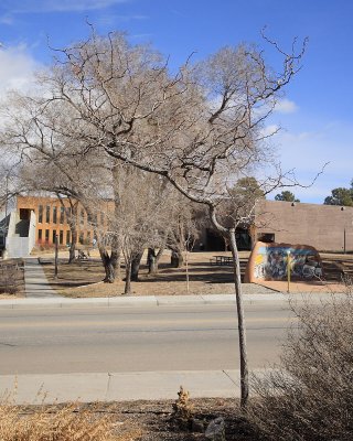 Twisted Black Locust #103 (0739)