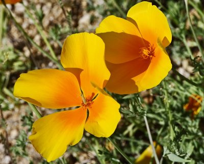 Arizona Wildflowers -- Spring 2008