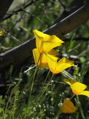 Poppies_up_close (0522)