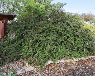 Creeping Cotoneaster #410 (6829)