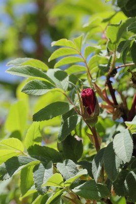 Therese Bugnet Rosebud (6887)