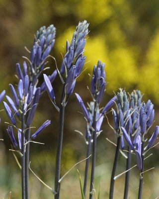 Camas #522 (6874)