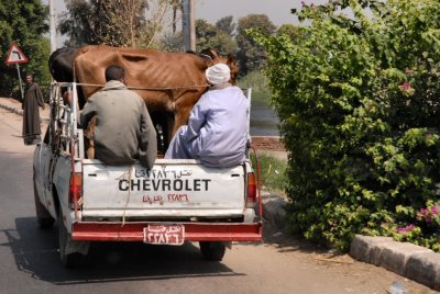 Cow truck- Egypt - 2008 - by Pietrolucci R.