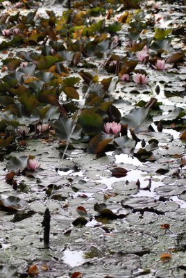 Waterlilies - 2009 - by Pietrolucci R.