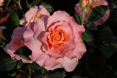 g1/22/506822/3/112018751.mfKR2TgQ.jpg