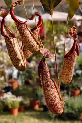 Nepenthes Miranda Maxima - 2009 - by Pietrolucci R.