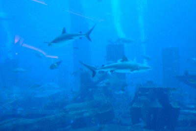 Dubai Atlantis aquarium.jpg