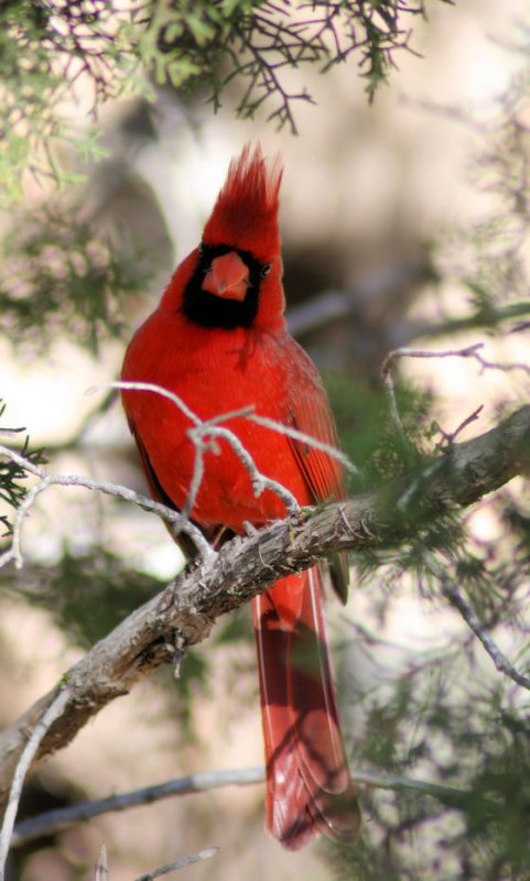 cardinal3.jpg