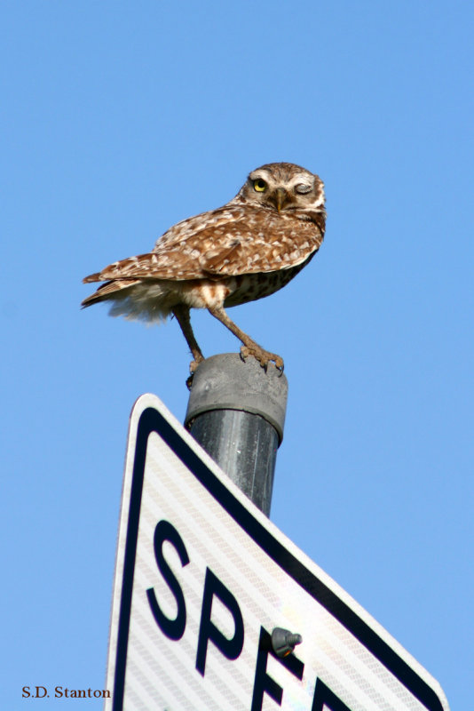 flirty owl.jpg