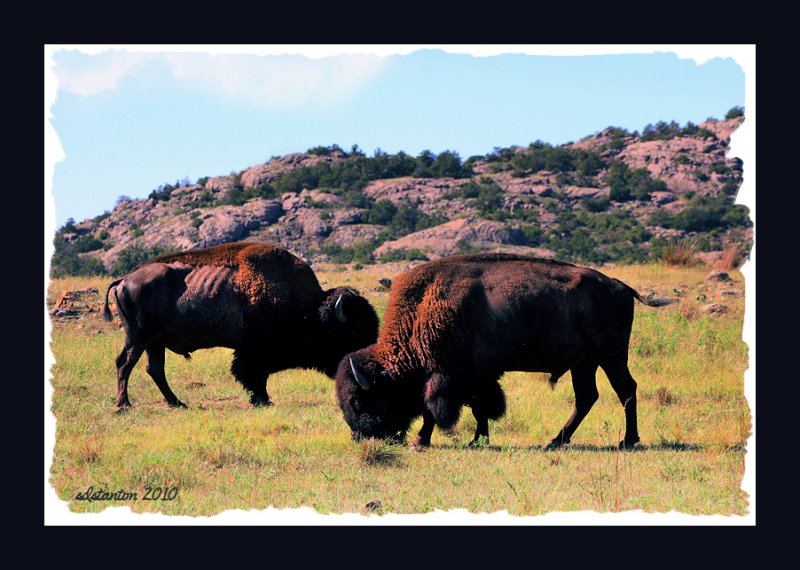 buffalos.jpg