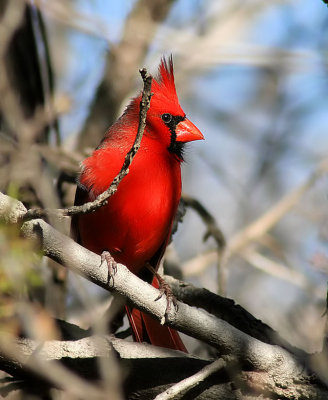 cardinal.jpg