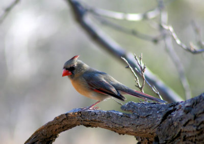 Young Cardinal.jpg