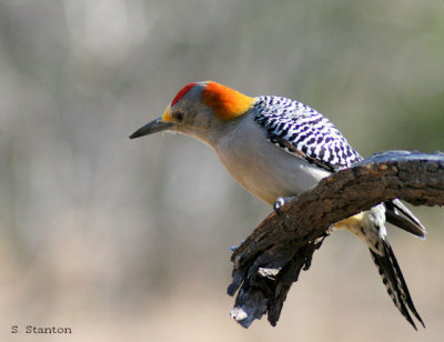 woodpecker.jpg