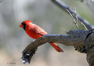 cardinal on branch.jpg