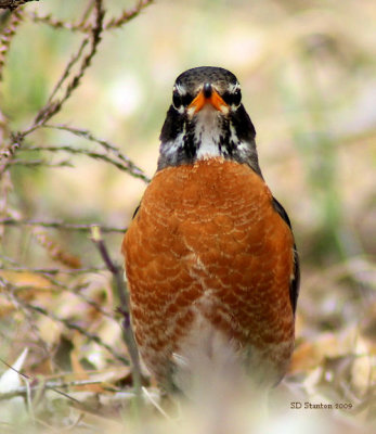 Young Robin