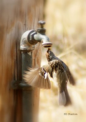 Just Thirsty. Chinaberry Picnic Area