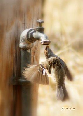 Just Thirsty.  Chinaberry Picnic Area