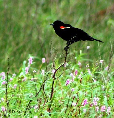 redwinged blackbird.jpg