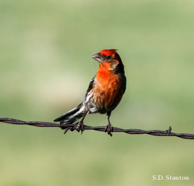 housefinch3.jpg