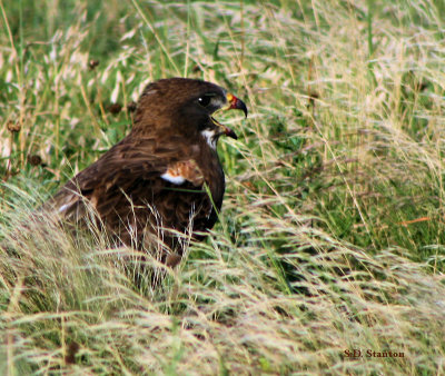 Hungry Hawk.jpg