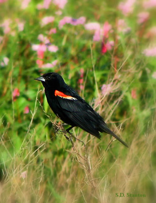 blackbird fly.jpg