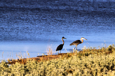 Herons.jpg