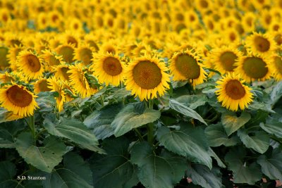 sunflower field.jpg