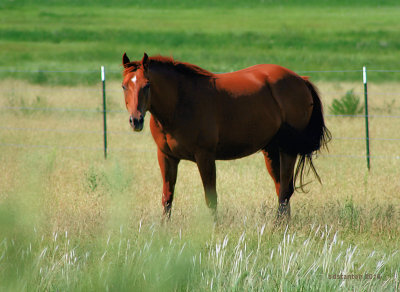 Thoroughbred.jpg