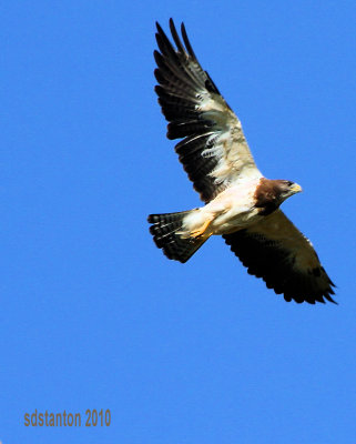 The bird hunting a locust is unaware of the hawk hunting him--Native American Proverb