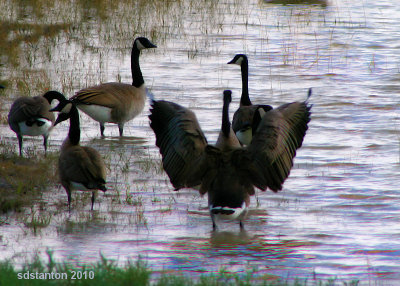 Geese Gathering