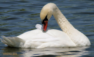 shy swan.jpg