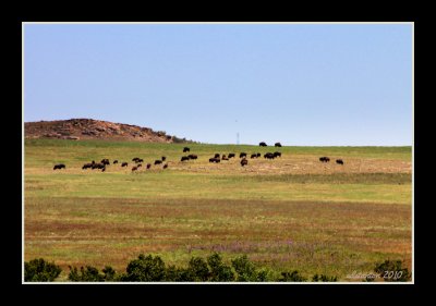 Buffalo Herd.jpg