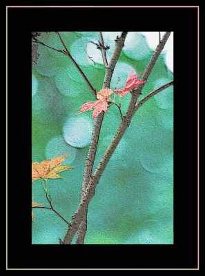 Leaves Colored.gif