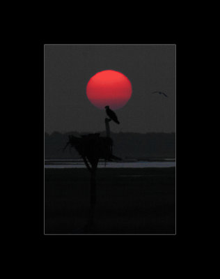Osprey and the Sun sinking.jpg