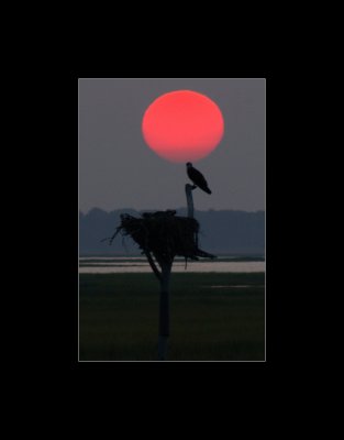Osprey at Sunset.jpg