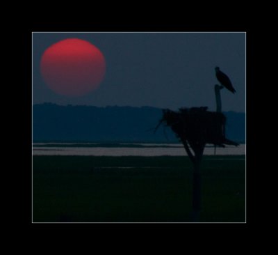 Osprey watching over the sunset.jpg