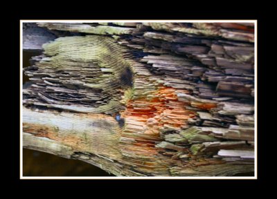 Wood.jpg