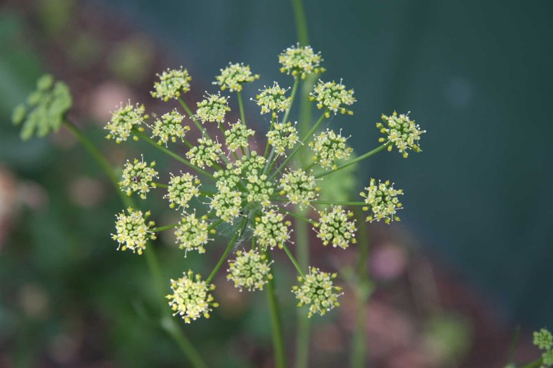 12 november Parsley