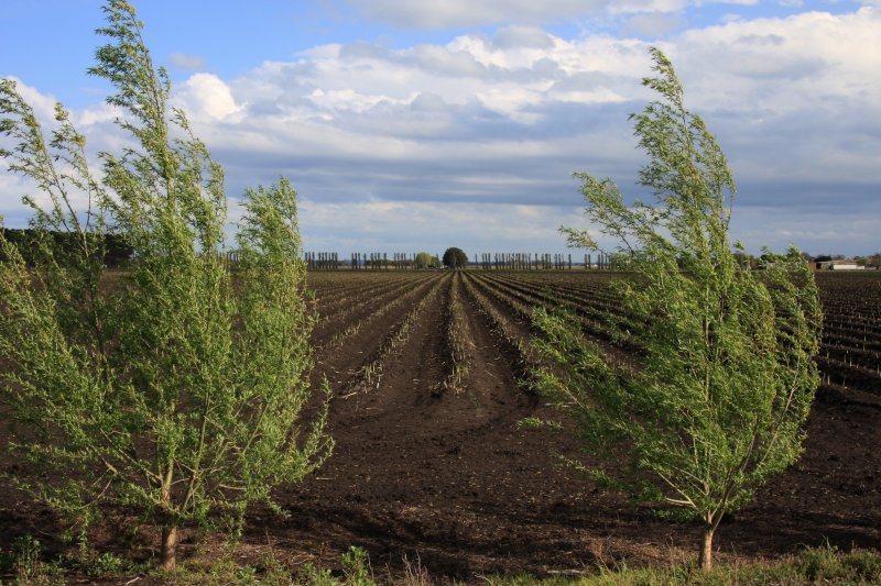 Aspargus field in Koo Wee Rup