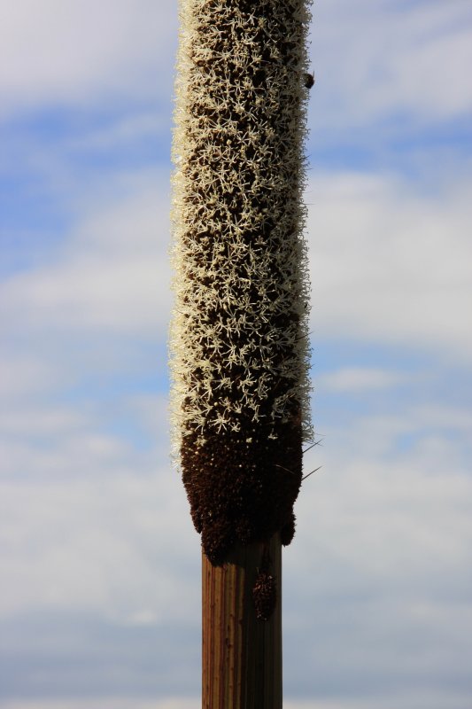 Xanthorrhoea preissii flower spike