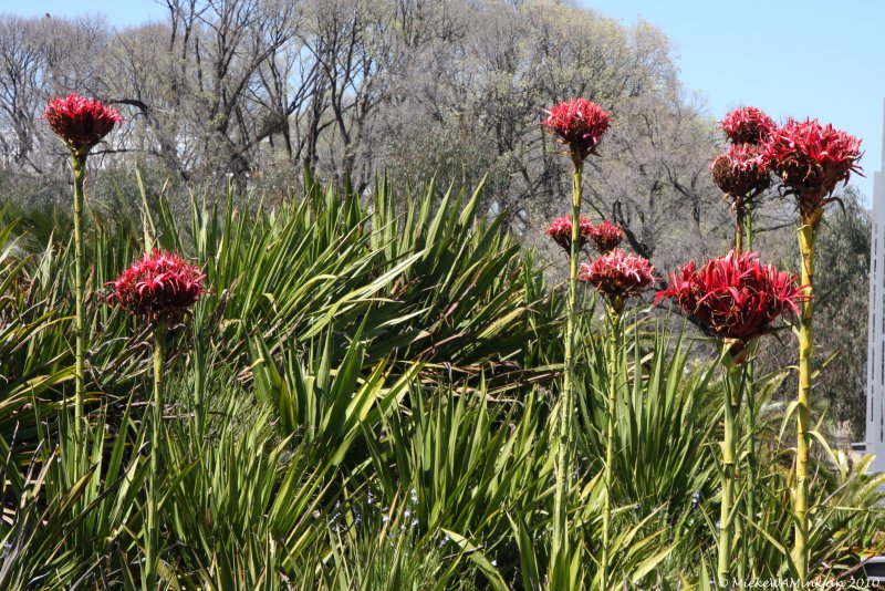 Gymea lily