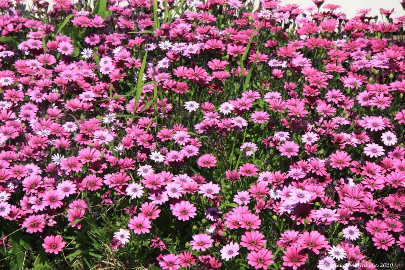 Field of African daisies