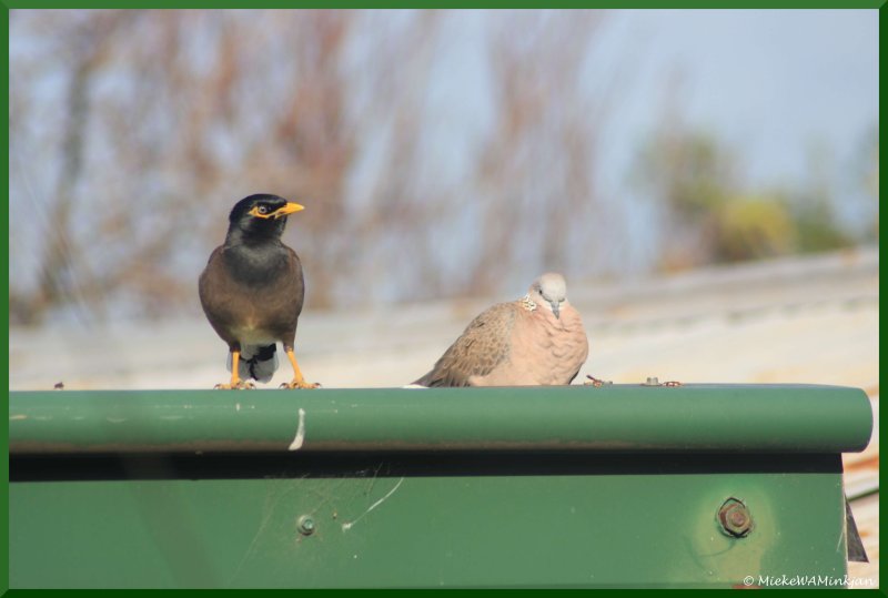 19 Garden birds