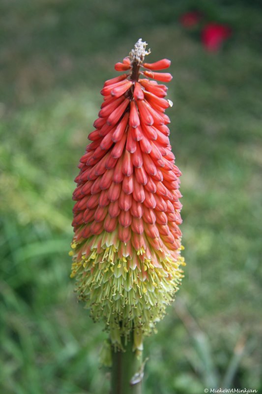 26 Torch lily