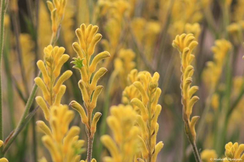 27 Kangaroo Paw