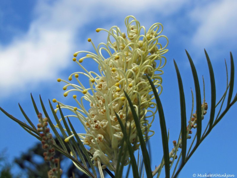 28 Grevillia Moonlight