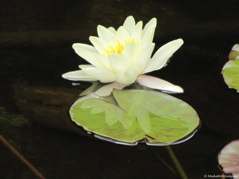 20 Water lily