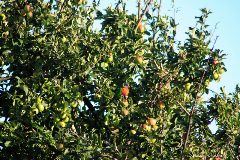 Rainbow Lorikeet